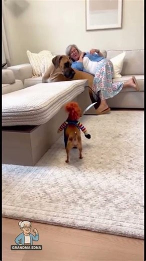 Giant dog drops a cushion on tiny “Chucky dog” and plays dead 😭😂