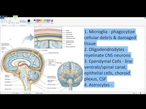 Cerebrospinal Fluid and the Blood Brain Barrier