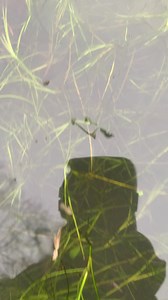 10K views · 208 reactions | It's not just the great crested newts that will benefit from the #SpeciesRecoveryProgramme pond restoration work. 年  This video taken by Dorset Species Recovery Assistant Project Officer, James Cartwright shows male palmate newts feeding on frogspawn in a pond at Powerstock Common nature reserve. Read James' recent blog to find out more about the pond restoration work  https://bit.ly/3OMsWea ~ Jack | Dorset Wildlife Trust | Facebook