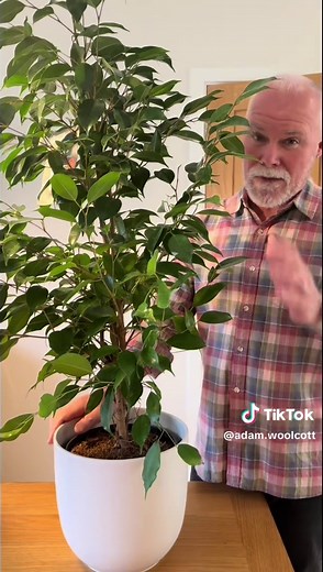 How to Care for Ficus Benjamina: Houseplant Guide