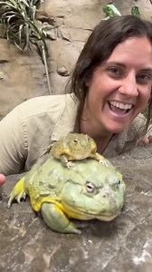 This Pixie Frogs Mouth is bigger than mine🤯😳 | The Reptile Zoo