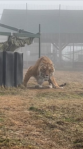 GOOD MORNING! Butt Wiggle in progress! LOOK at that concentration. Hello Lakota #buttwiggle #getready #pounce #stalking #morning #goodmorning #morningmotivation #morningvibes #morninginspiration #reels #reelit #reelitfeelit #reelsviral #animalvideo #shorts #shortvideo #catvideo #TCWR #TurpentineCreek #RescueToRefuge #FundFreedom #Sanctuary #BigCat #Cats | Turpentine Creek Wildlife Refuge