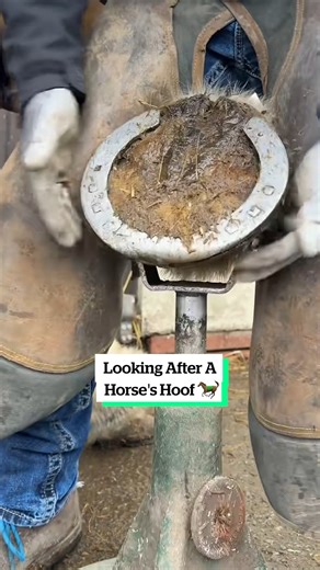 Horse farriers are essential specialists who maintain, trim, and shoe horse hooves to ensure health, soundness, and performance. Because domestic horses do not wear down their continually growing hooves naturally like wild horses, farriers prevent overgrowth, cracks, infections, and lameness. They also provide protection for working horses, balance for movement, and therapeutic care 🐎🤔 #fblifestyle #horse #animals #horsefarriers | VT