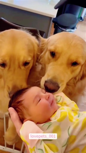 Heartwarming Dog Meets Baby For The First Time