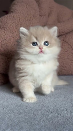 Matvey British Longhair Blue Golden Male