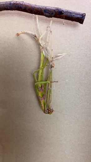Stick insect molting #tiktok