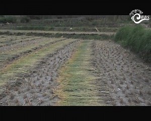 54K views · 2.2K reactions | Paro, one of the largest rice producing districts in the country, expects a much higher production this year. This is being attributed to land development, timely abundant rainfall and cultivation in acres of fallow land. Last year, the district produced over 9,800 MT of rice. | BBS | Facebook