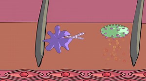 视频: 什么是免疫系统？