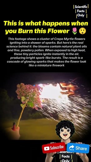 WATCH: Natures Very Own Sparklers 🤯🌷