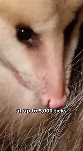 The backyard animal that eats ticks all night 🤢
