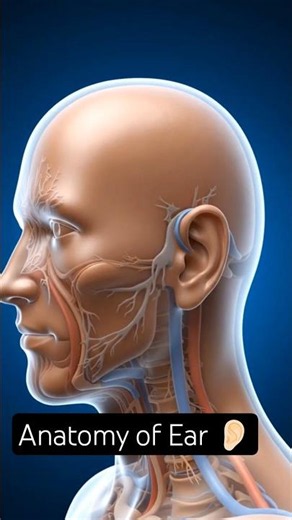 Anatomy of Ear # Educational video
