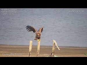 🦅🦅White-tailed Eagles and other Birds, Siemień, Poland 2025/10/23