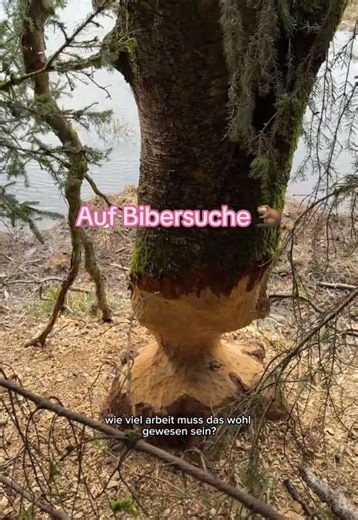 Die Natur ist doch einfach nur faszinierend 🥹 #biber #biberburg #naturliebe #hike #hohesvenn