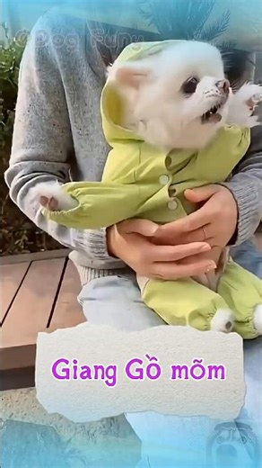 Thấy ai cũng muốn "INOVA" 😂🐶 #shortsviral #pets #funny #dogshorts