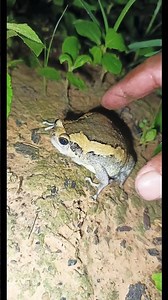 Amazing cute rain frog jumps aggressively😱🐸#frog #funny #animals #short