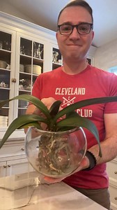 251K views · 1.3K reactions | Update on a water culture orchid that I converted about a month ago | Ohio Tropics Houseplant and Garden Care | Facebook