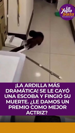 ¡LA ARDILLA MÁS DRAMÁTICA! SE LE CAYÓ UNA ESCOBA Y FINGIÓ SU MUERTE. ¿LE DAMOS UN PREMIO COMO MEJOR ACTRIZ? Los animalitos terminan siempre dándonos los mejores videos de la historia. En este caso, a una ardilla traviesa se le cayó una escoba y fingió su muerte. ¿Le damos un premio a la mejor actriz de drama? | La Yapa Salta