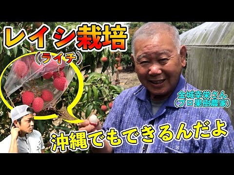 Lychee cultivation, how to make, importance for insect control, food repo of Gyokkahou