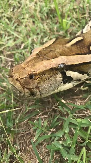 40K views · 508 reactions | Wild Burmese Python caught in the Florida Everglades￼￼ ￼#foryou#fyp#foryoupage#Python#pet#cute #fblifestyle | Yoink guy | Facebook