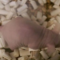 Video: In vivo Imaging Method to Distinguish Acute and Chronic Inflammation