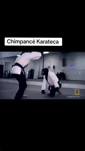Chimpancé Karateca - Un Simio Haciendo Karate
