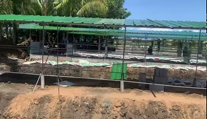 24K views · 277 reactions | Recent developments at the Lumaría Native Chicken Farm in Balabag, Dumangas, Iloilo. This farm has a holding capacity of 256 breeder stocks and almost 4,000 grower chickens. The target production of dressed native chicken per week is 250 to 300 heads. (video credit to Sir Pert Magbanua) | Philippine Native Chicken | Facebook