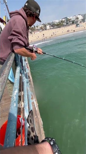 Leopard Shark #fishing #shortsfeed #fishingvideo #shark #shorts #short #yt #ytshorts #fishinglife