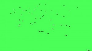 Ants Walking On Green Screen Stock Footage Video (100% Royalty-free) 1085114201 | Shutterstock