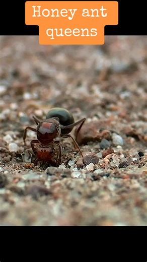 Bugs Breeding Process: The Rise of a Queen