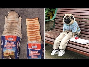 Funniest and Cutest Pug Dog Videos Compilation 2020 #3