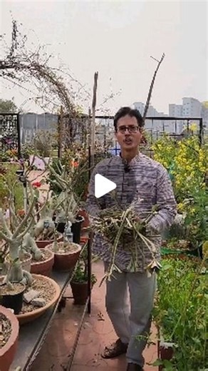 Rooftop Organics on Instagram: "Starting of Summers is the best time to Prune your Adenium obesum plants. . DO NOT HARD PRUNE YOUR ADENIUM ARABICUM . . Make sure to sanitize your Scissors everytime before pruning. . . Must use any Anti-fungus powder . . . . . . . . . [Adenium Plant care fertilizers terrace garden kitchen gardening tips flowers flowering ]"
