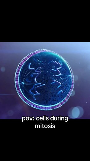 Understanding Mitosis: A Fun Exploration