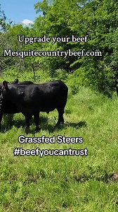 Farm to table beef. We ship nationwide every week. Mesquitecountrybeef.com #grassfed #grassfinished #beefyoucantrust #upgradeyourbeef #beefswhatsfordinner #farmtotable #pasturetoplate #fyp #foryou #r | Jonathan Bell