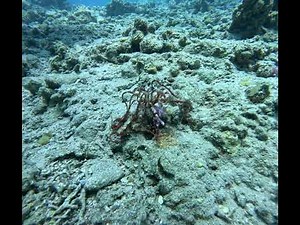 Graceful Movement of a Crinoid ( feather star) in the Red Sea | Elegant Marine Invertebrate