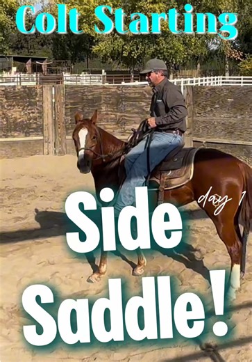 Starting a Young Horse: Day 1 Desensitization Tips