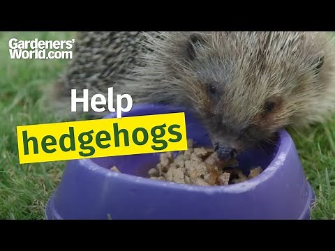 How to help hedgehogs