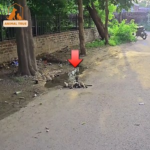 798K views · 29K reactions | A small, helpless family left behind on the roadside." | Pet Lovers | Facebook