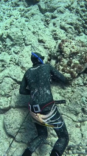 #fish #octopus #diving #lobster #seafood