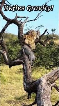 Insane Leopard Drags Kill TWICE Its Size Up Tree!