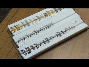 Pinning microlepidoptera with Dr. Todd Gilligan