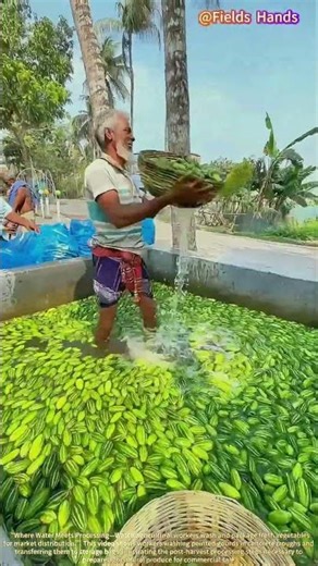 Agricultural Produce Washing and Packaging! Post-Harvest Processing Operations