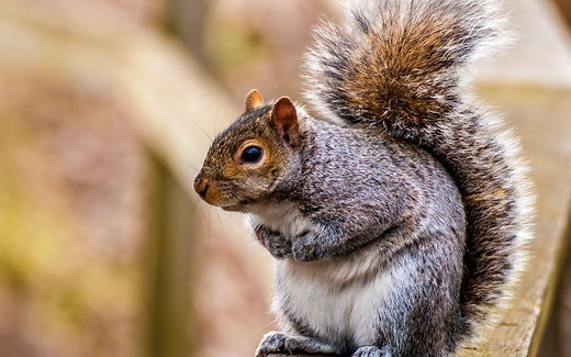 Ardillas: qué son, características, hábitat, comportamiento