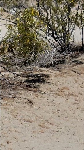 Two Desert Iguanas, eating and courting over Creosote flowers