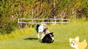 1.4K views · 69 reactions | Pet isn't just a pet, they are more than just a best friend 﫶 #petlovers #fbreelsfypシ゚viralシ #fypシ゚viralシfypシ゚viralシalシ #fvpシviral #puyatparin #MALAKASMAGPUYAT | Pu Yats | Facebook