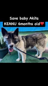 49 reactions · 13 shares | KEANU A5678949 arrived at Baldwin Park ACC with Willow who was adopted and is just a 6 month old baby boy Akita!!! He is ready for a loving forever home!!! Lets save him!! Contact the shelter directly: Baldwin Park ACC (626) 962-3577 baldwinpark@animalcare.lacounty.gov. www.apassionforpaws.org #adoption #savelives #adopt #akitalover #rescuedogsrock #adoptme #love #believe #baby #puppyface #help #needshome #home | A Passion For Paws Rescue, Inc. | Facebook