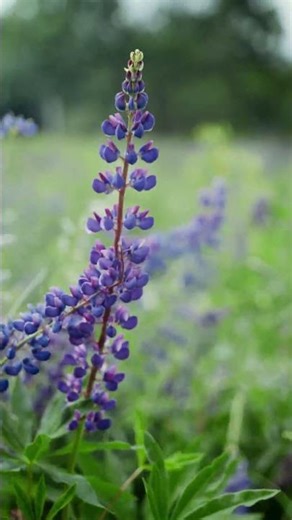 Mesmerizing Lavender Fields 💜 | Nature’s Beauty in Full Bloom | The Incredible Traveller #shorts