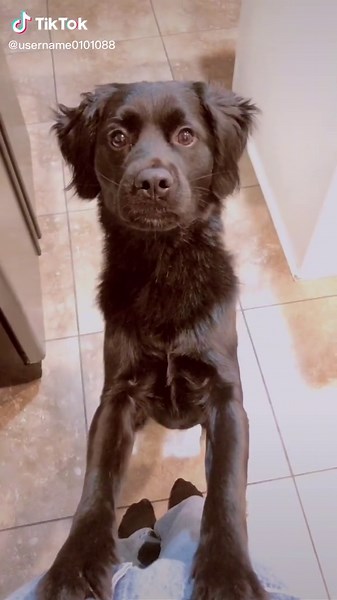 😏 (@mollysantana00)’s videos with Larri has the fastest moose cooter - larray