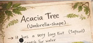 18K views · 338 reactions | Acacia tree | مس حنان | Facebook