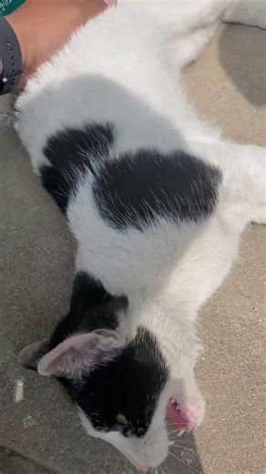 #길냥이#친해지길#바래