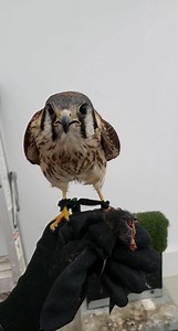49 reactions | A fun update on our new little Kestrel! Warning:...